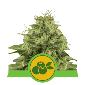 Haze Berry Auto (Royal Queen Seeds)