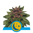 Purplematic CBD (Royal Queen Seeds)