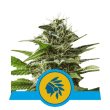 Tatanka Pure CBD (Royal Queen Seeds)