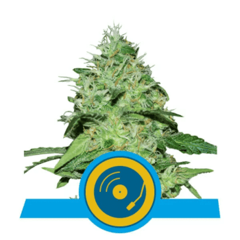 Joanne's CBD (Royal Queen Seeds)