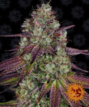 Mimosa Evo (Barneys Farm Seeds)