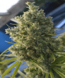 Killer A5 Haze Feminised (Ace Seeds)