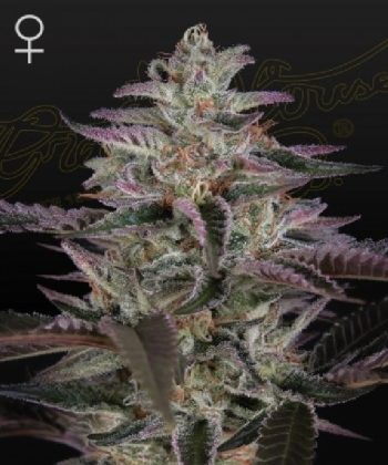 Banana Krumble  (Green House Seeds)