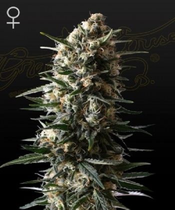 Bubba Slush  (Green House Seeds)