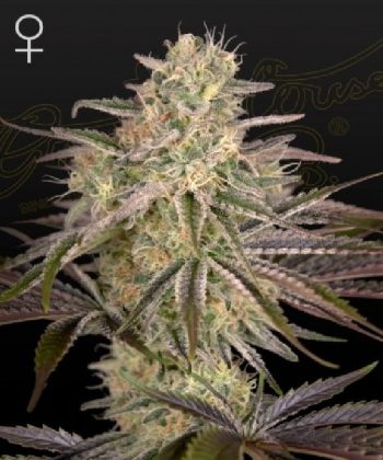 Cloudwalker (Green House Seeds)