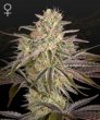 Cloudwalker (Green House Seeds)