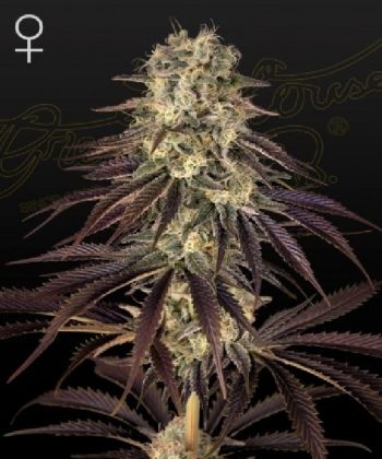 Kings Kush Auto (Green House Seeds)