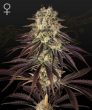 Kings Kush Auto (Green House Seeds)