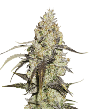Runtz (SeedStockers Seeds)