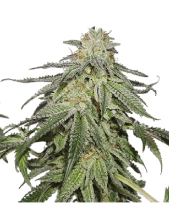 Cookies and Cream Auto (SeedStockers Seeds)