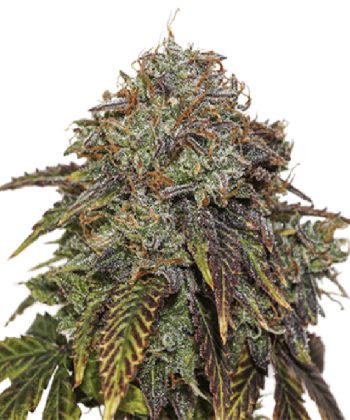 Gelato #41 Auto (SeedStockers Seeds)