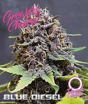 Blue Diesel Auto (Growers Choice Seeds)