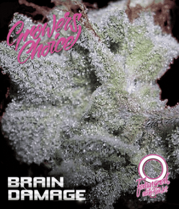 Brain damage Auto (Growers Choice Seeds)