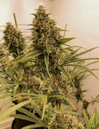 Guawi Feminised (Ace Seeds)
