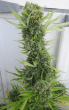 Auto Zamaldelica Feminised (Ace Seeds)