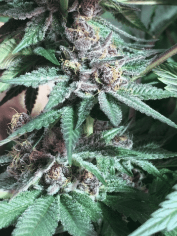 Bubba Kush x PCK Feminised (Ace Seeds)