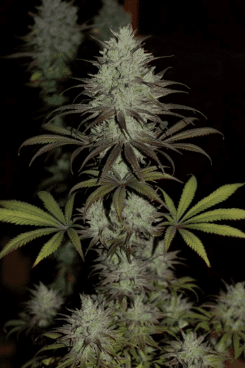 CBD#1 Feminised (Ace Seeds)