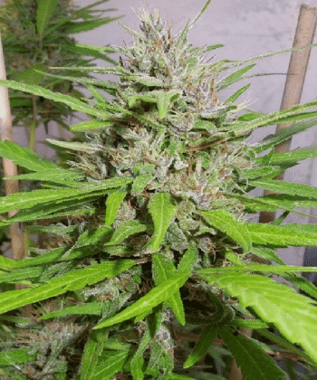 Honduras x Panama Feminised (Ace Seeds)