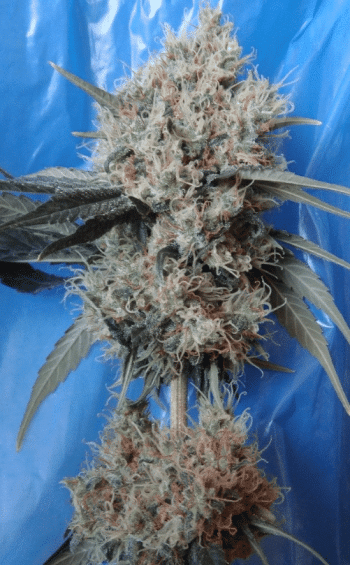 Nepal Jam x Kali China Feminised  (Ace Seeds)