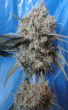 Nepal Jam x Kali China Feminised  (Ace Seeds)