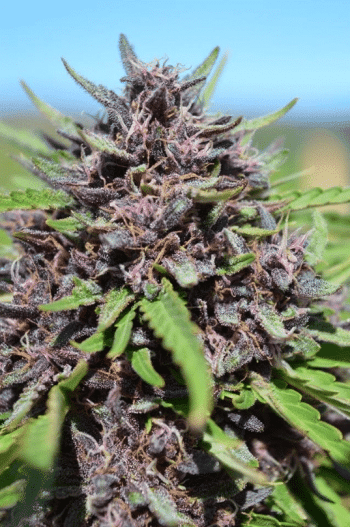 Panama x PCK Feminised (Ace Seeds)