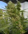 Super Malawi Haze Feminised (Ace Seeds)
