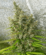 Thai x Panama Feminised (Ace Seeds)