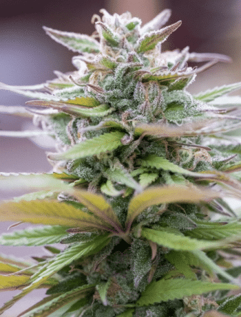 Zamaldelica x Kali China Feminised (Ace Seeds)