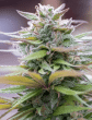 Zamaldelica x Kali China Feminised (Ace Seeds)