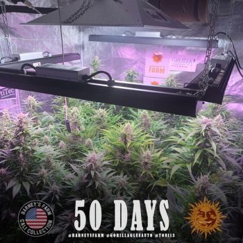 Gorilla Glue Auto (Barneys Farm Seeds)
