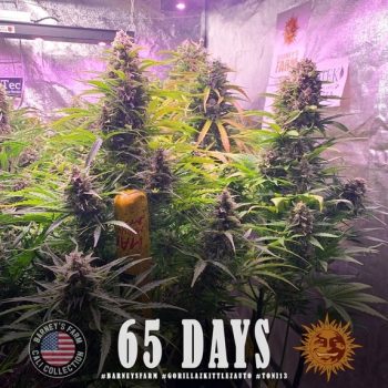 Gorilla Zkittlez Auto (Barneys Farm Seeds)