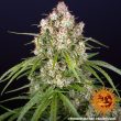 Wedding Cake Auto (Barneys Farm Seeds)