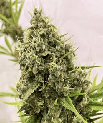 Guawi Regular (Ace Seeds)