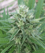 Panama x Bangi Haze Regular (Ace Seeds)