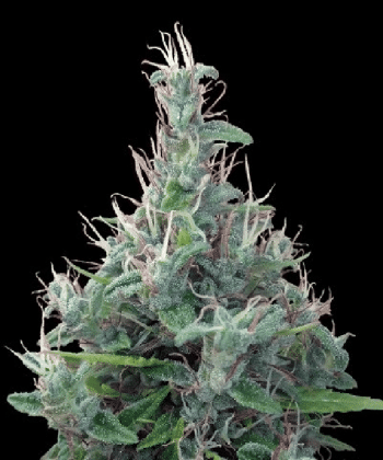 Lebanese Regular (Ace Seeds)
