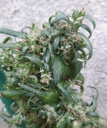 Hokkaido Japan Hemp Regular  (Ace Seeds)