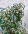 Hokkaido Japan Hemp Regular  (Ace Seeds)