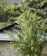 Nepal Annapurna Regular (Ace Seeds)