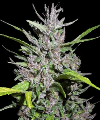 Honduras x Panama Regular (Ace Seeds)