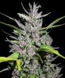 Honduras x Panama Regular (Ace Seeds)