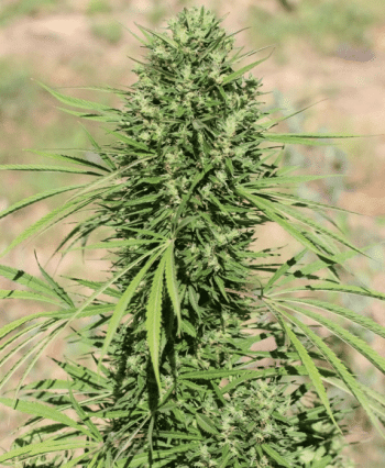 Morocco Beldia Kif Regular (Ace Seeds)