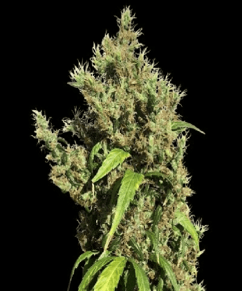 Purple Honduras Haze Regular (Ace Seeds)