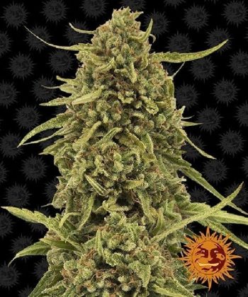 Widow Remedy (Barneys Farm Seeds)