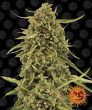 Widow Remedy (Barneys Farm Seeds)