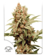 CBG-Force Feminized (Dutch Passion Seeds)