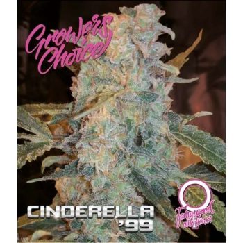 Cinderella 99 Auto (Growers Choice Seeds)