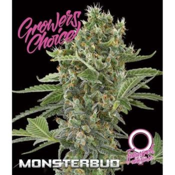 Monsterbud Auto   (Growers Choice Seeds)