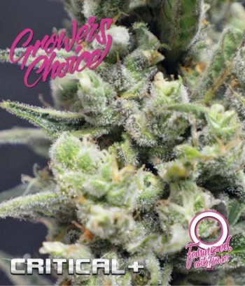Critical + Auto (Growers Choice Seeds)