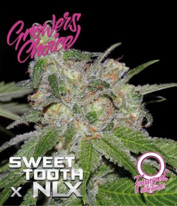 Sweet Tooth x NLX Auto   (Growers Choice Seeds)