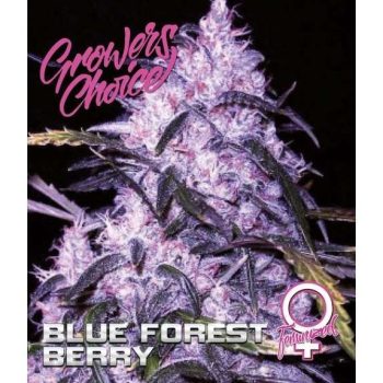 Blue Forest Berry (Growers Choice Seeds)